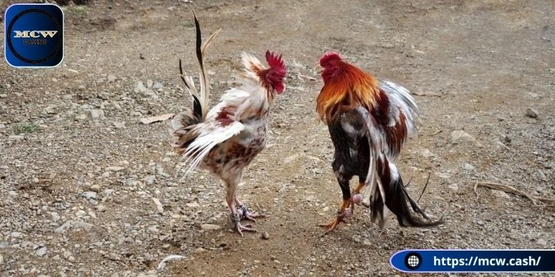 Trả thưởng cực hấp dẫn cho người thắng