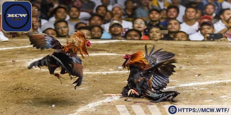 Đá gà Campuchia chuyên nghiệp, uy tín