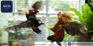 Đá gà đòn mang nét truyền thống