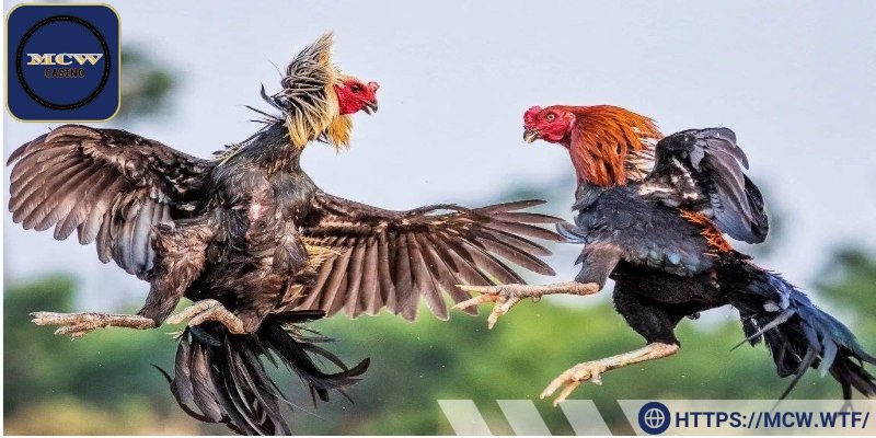 MCW trực tiếp chất lượng