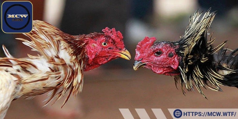 Hệ thống nhiều kèo ngon cho bạn