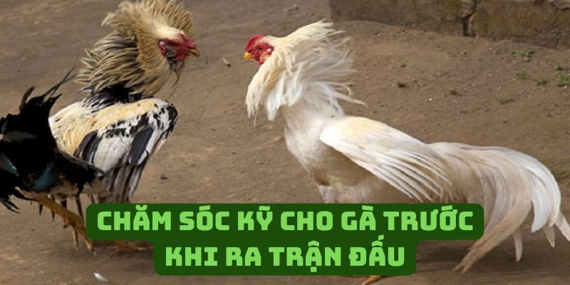 Chăm sóc thật kỹ cho gà trước khi ra trận đấu
