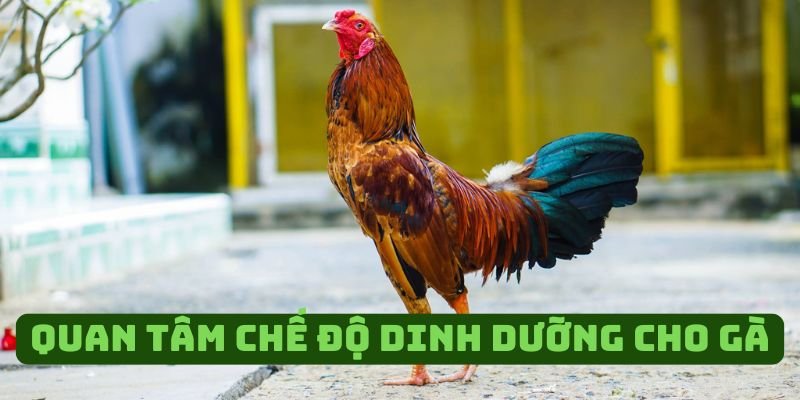 Chế độ dinh dưỡng của chiến kê cần được người nuôi quan tâm