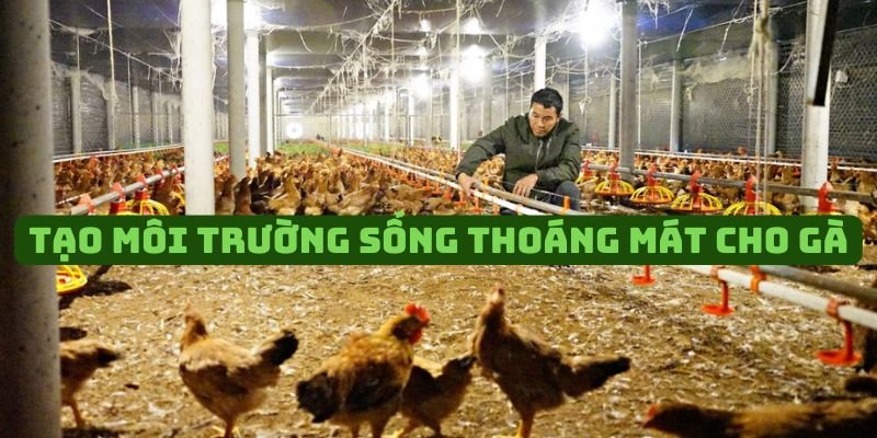 Chuẩn bị môi trường sinh sống tốt nhất cho gà