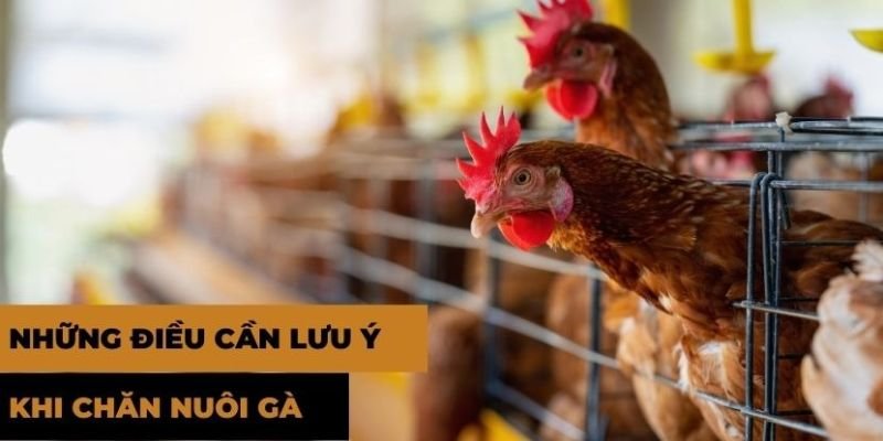 Lưu ý quan trọng trong quá trình nuôi gà của sư kê 