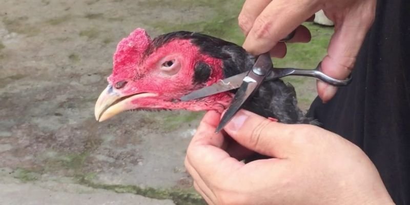 Bạn phải cẩn thận trong quá trình cắt tai gà đá bo lớn 