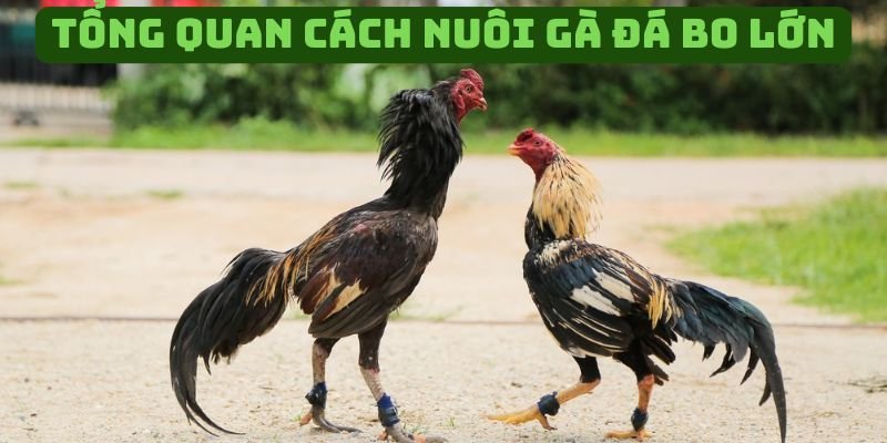 Tổng quan về hướng dẫn nuôi gà đá bo lớn