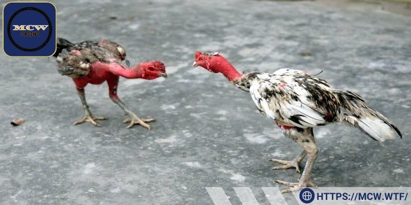 Gà Thomo được phân loại dựa trên trọng lượng