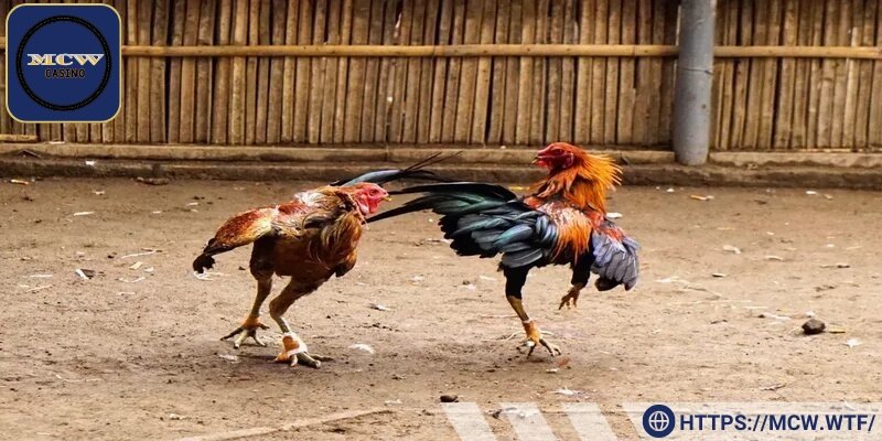 Tất cả lịch thi đấu đều được kiểm duyệt