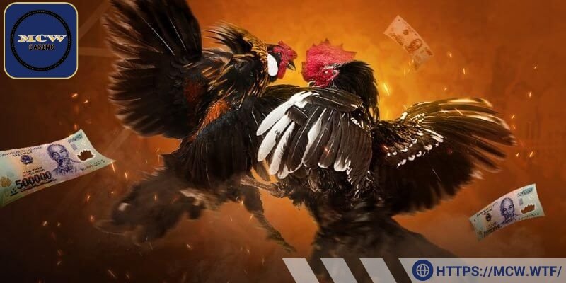 Thời gian thi đấu tại Thomo bố trí hợp lý