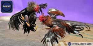 Lịch thi đấu đá gà Thomo mang đến thông tin quan trọng