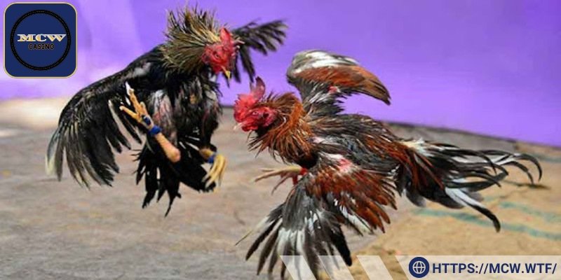 Lịch thi đấu đá gà Thomo mang đến thông tin quan trọng