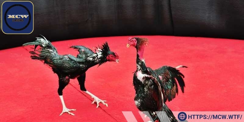 Tất cả trận đấu tại Thomo đều được phát sóng