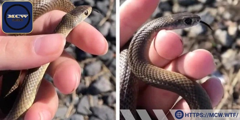 Cầm rắn nước trên tay cho thấy bạn đủ bản lĩnh