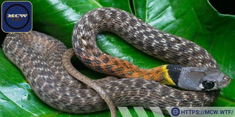 Mơ thấy rắn đánh con gì là câu hỏi cung cấp kiến thức