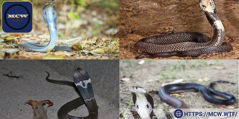 Hổ mang đại diện cho thế lực mạnh mẽ