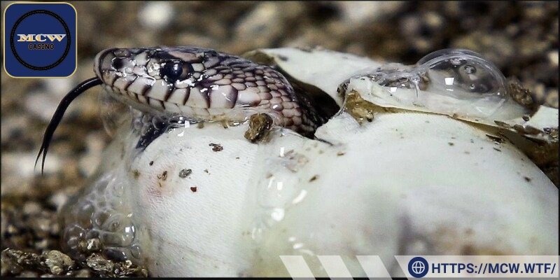 Hình ảnh rắn đẻ trứng biểu tượng cho dự định mới