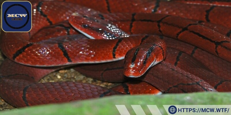 Rắn đỏ mang thông điệp về sức sống mãnh liệt